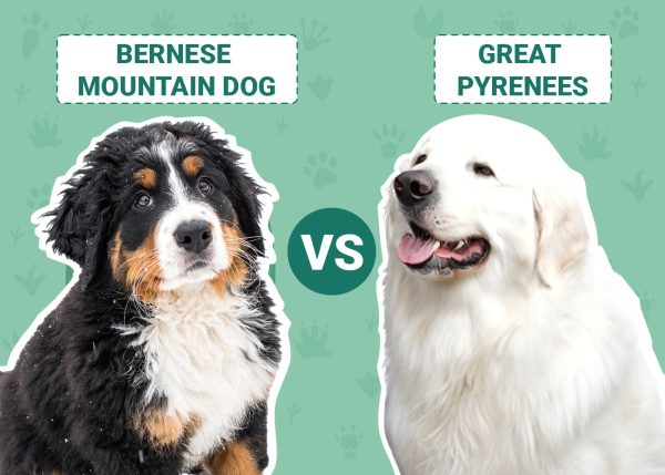 Bernese Mountain Dog vs Great Pyrenees