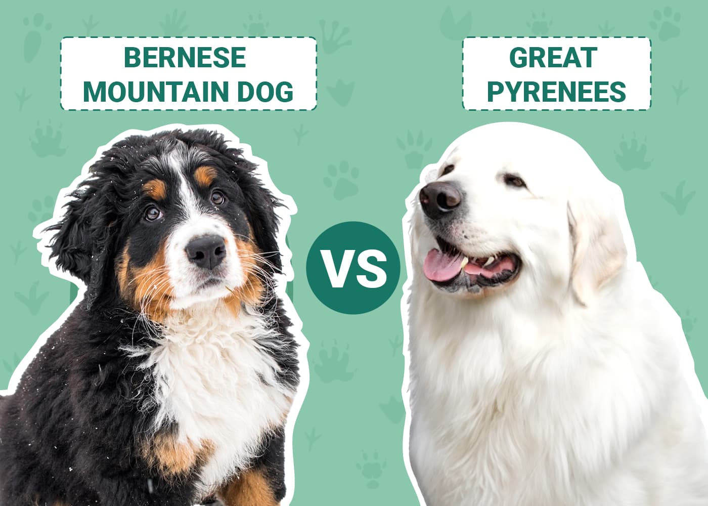 Bernese Mountain Dog vs Great Pyrenees