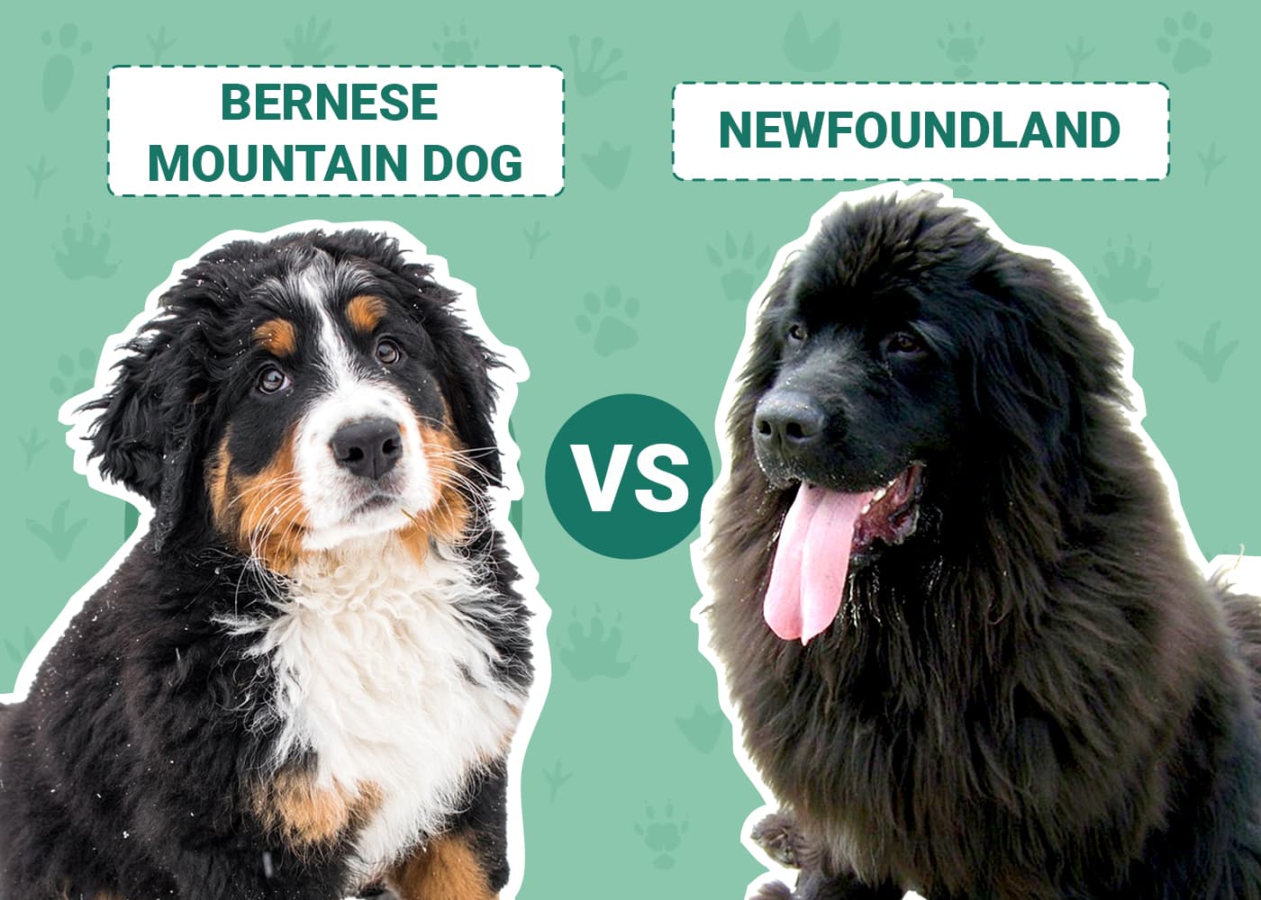 Bernese Mountain Dog vs Newfoundland