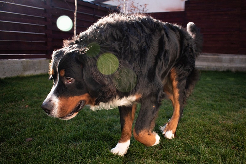 bernese mountain dog wandering in the yard