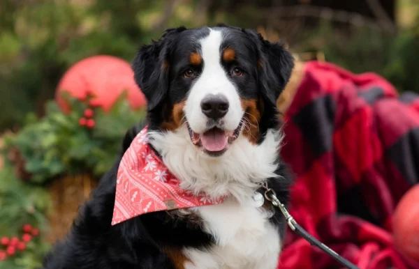 bernese mountain dog wearing a bandana