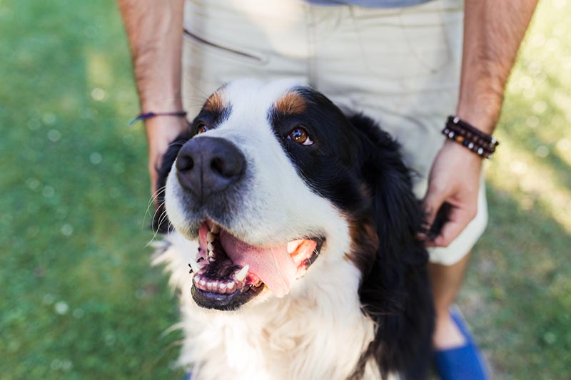 bernese mountain dog with his tongue out