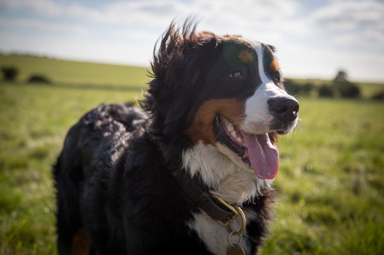 dog outdoor_Pixabay