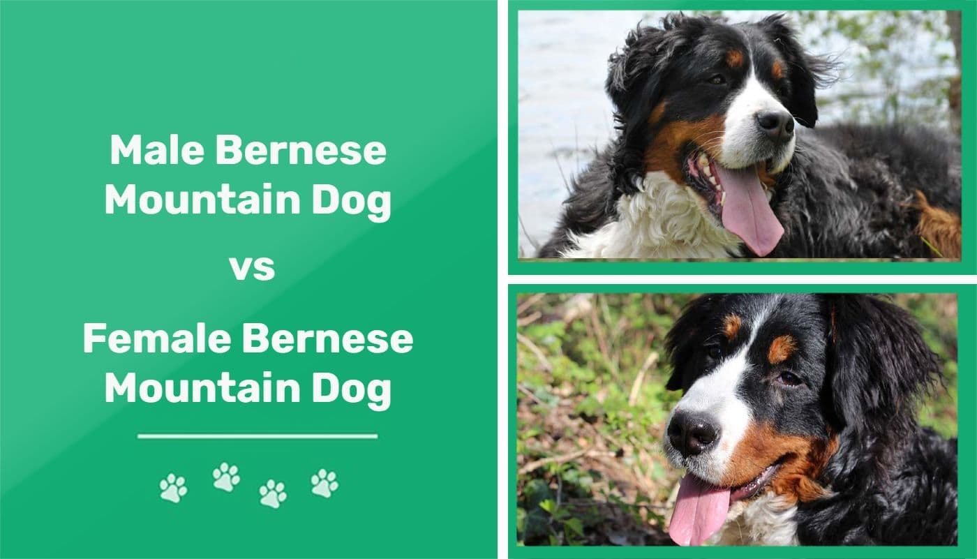 Male vs Female Bernese Mountain Dogs The Differences (With Pictures