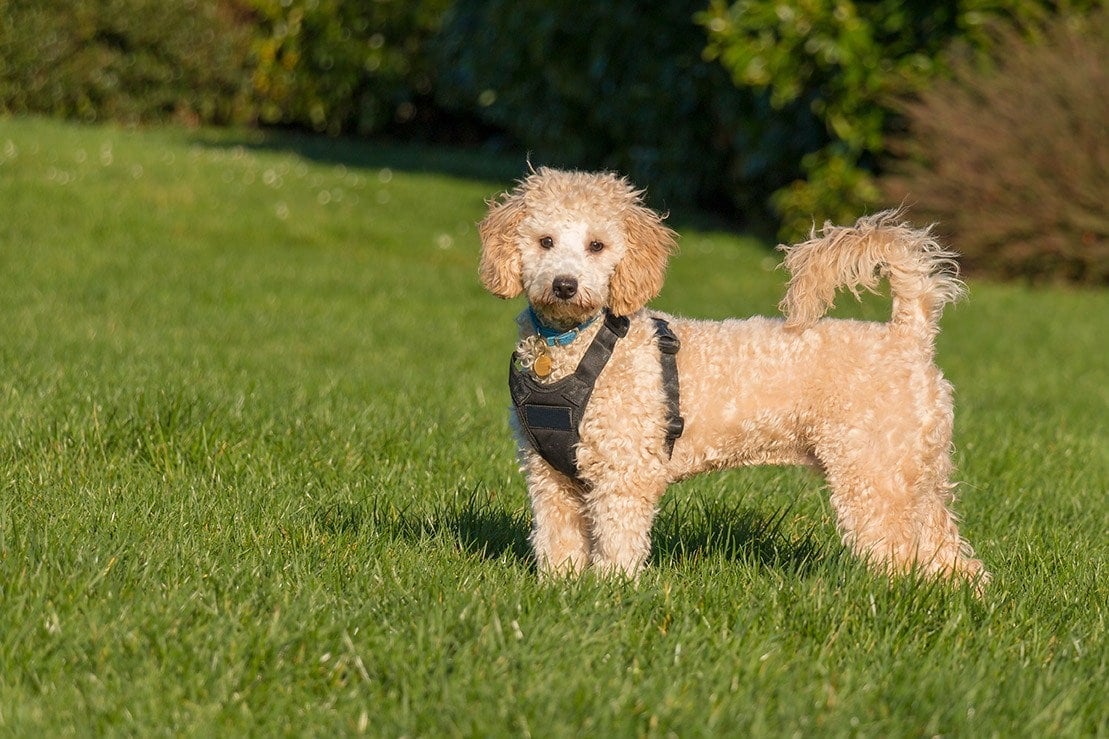 bich-poo (bichon frise and poiodle)