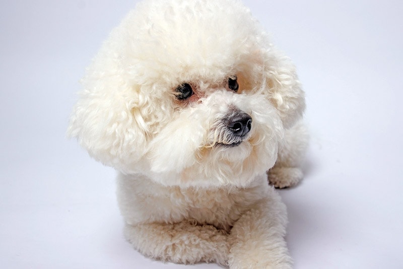 bichon-frise-dog-in-a-studio