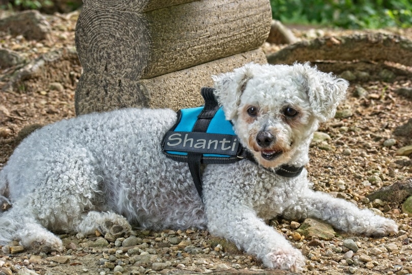 bichon frise dog_Antranias_Pixabay