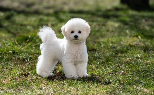 Bichon Frise on the grass