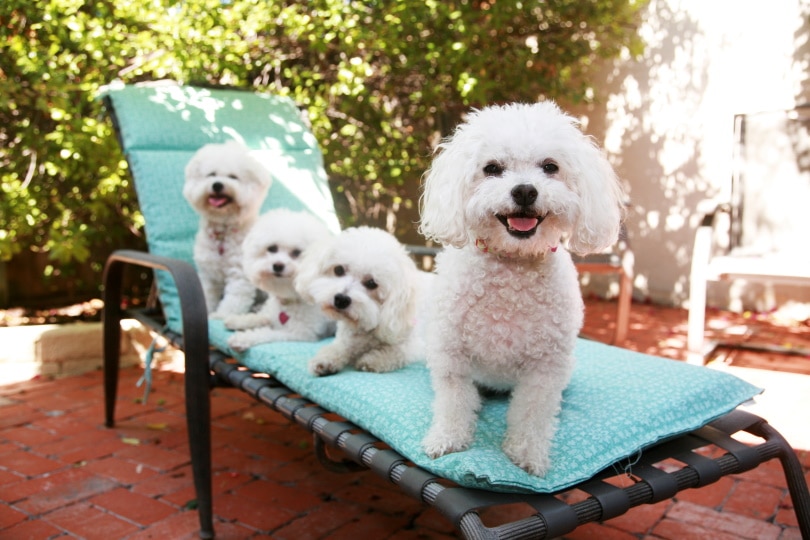 bichon frise puppies