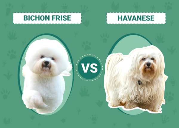 Bichon Frise vs Havanese