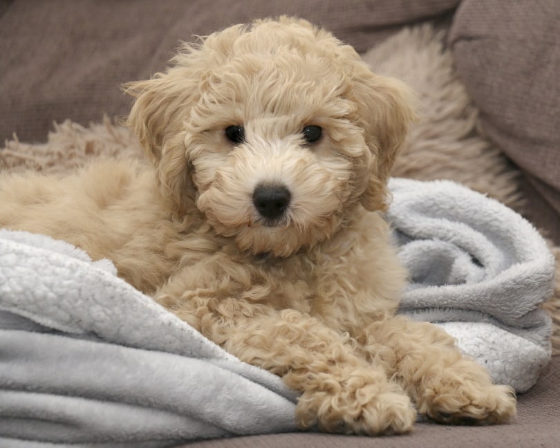 bichon frise
