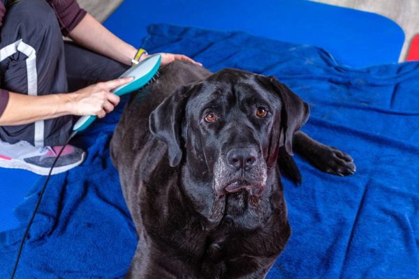 Big Black Dog Gets Laser Therapy During Treatment