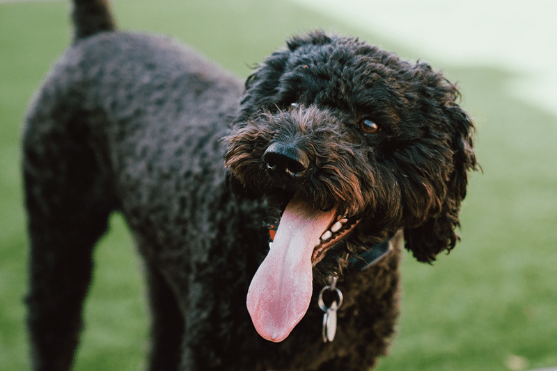 black Barbet dog