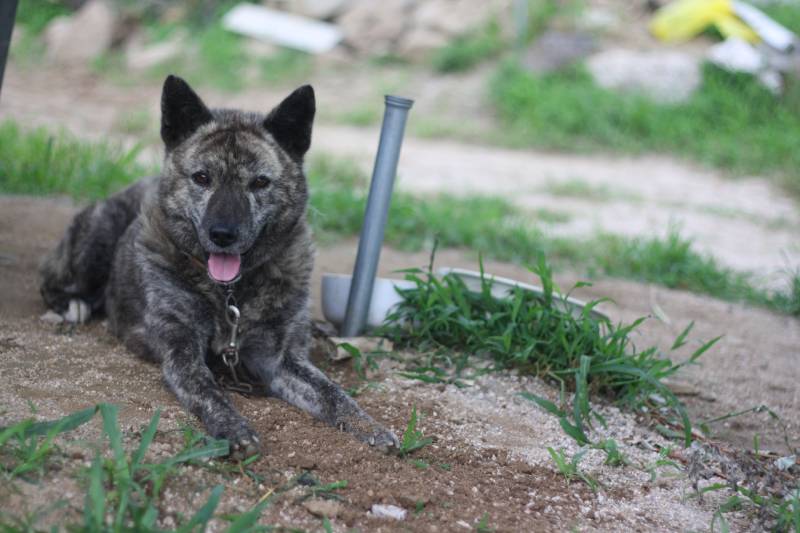 black Jindo dog resting