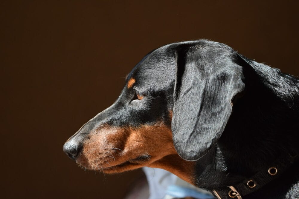 black and brown dog with shiny coat