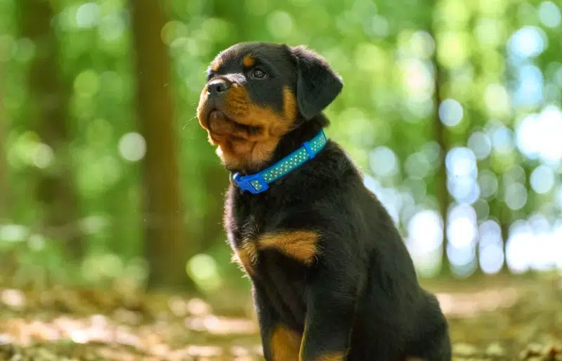 black and brown rottweiler puppy outdoors