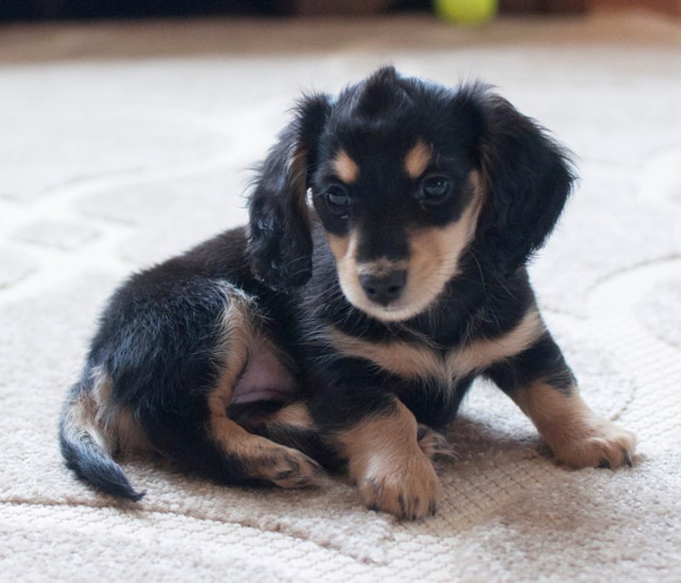 black and cream dachshund