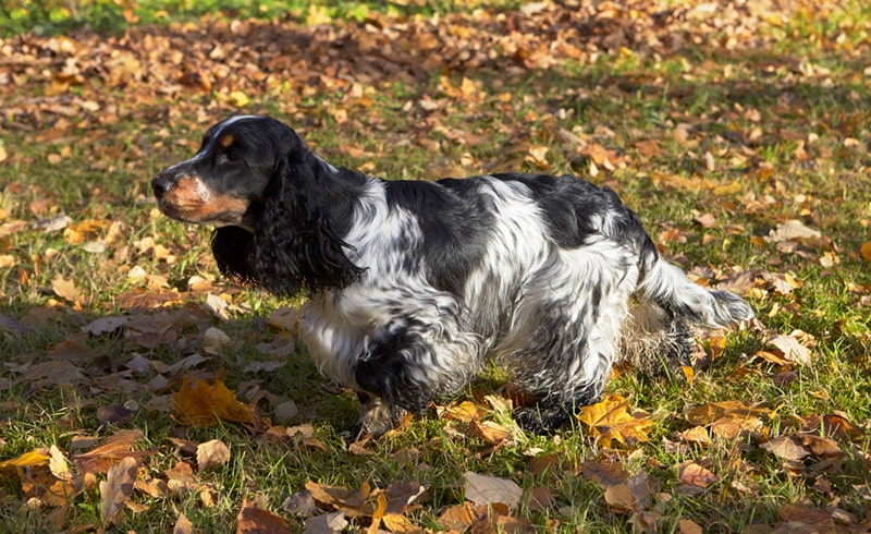 black and tan cocker spaniel
