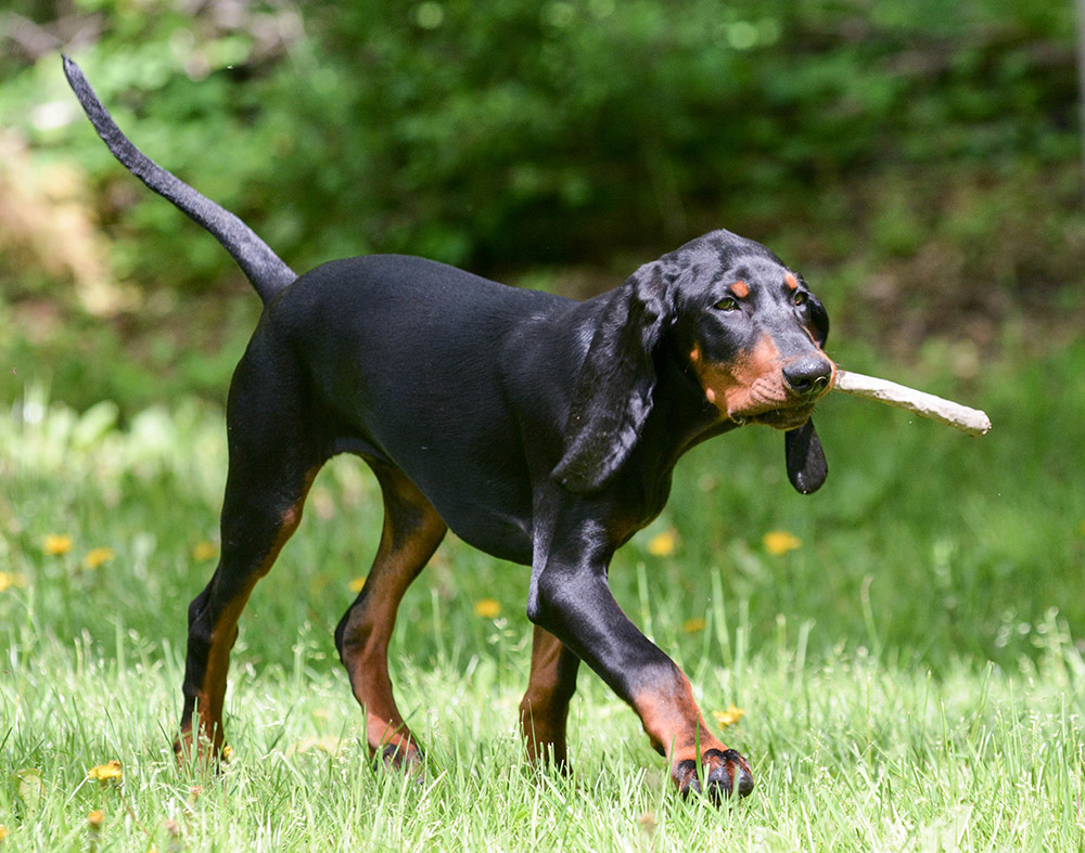 black and tan coonhound dog playing fetch