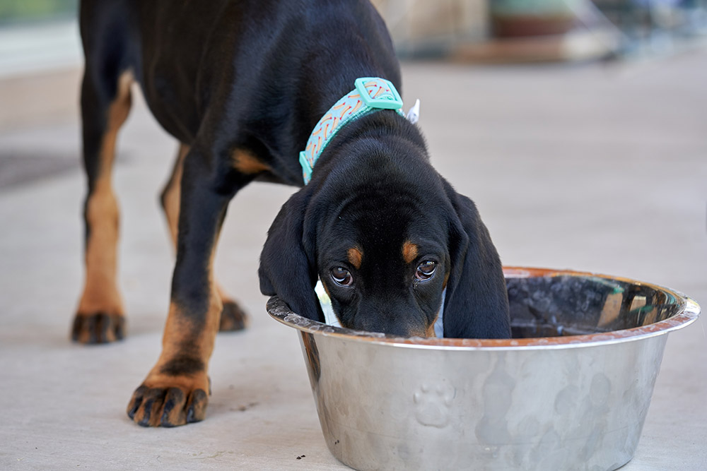 Black and Tan Coonhound Puppy eating