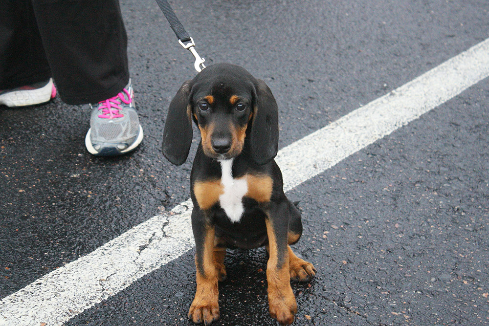 Black and Tan Coonhound Puppy