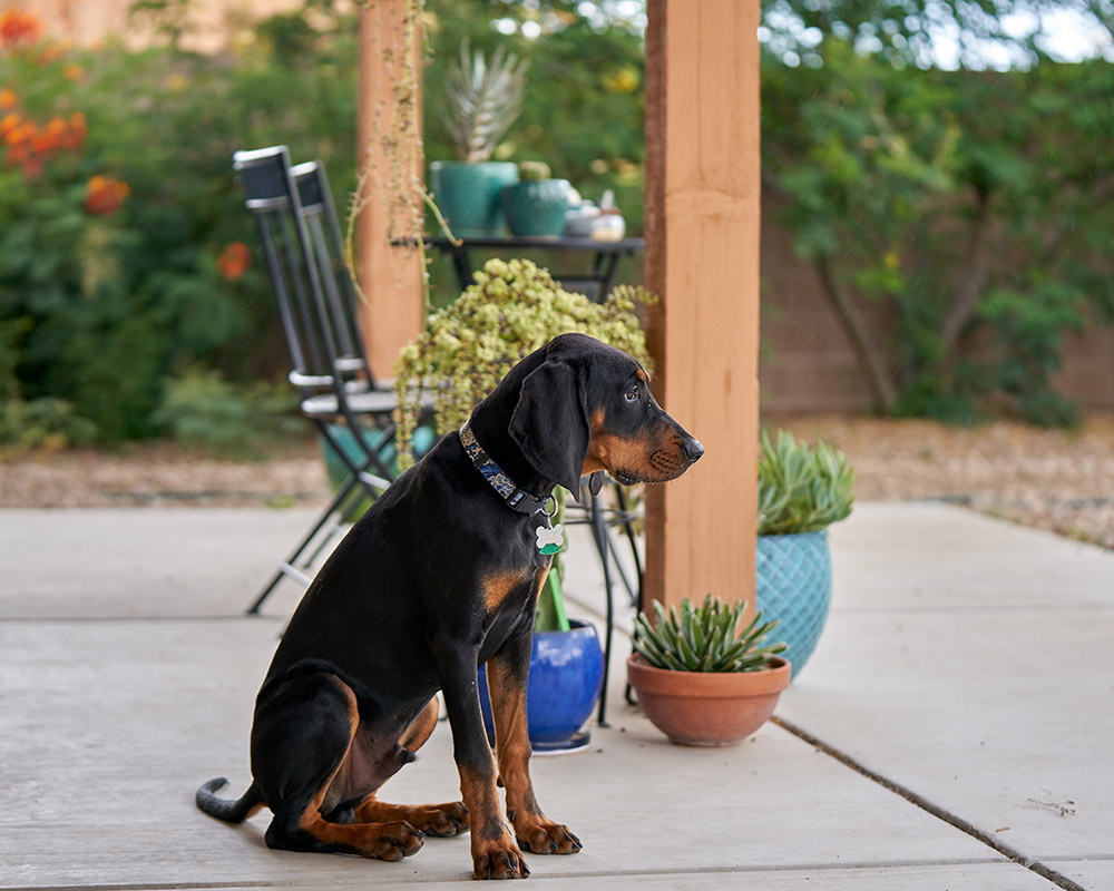 Black and Tan Coonhound Sitting in the porch