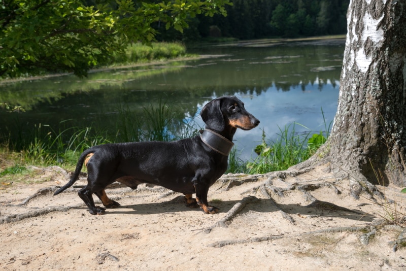 black and tan dachshund near lake