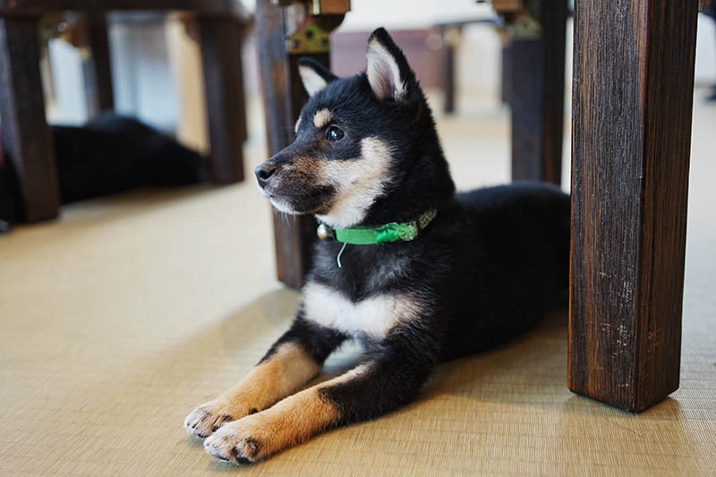black and tan mini shiba inu dog under the chair