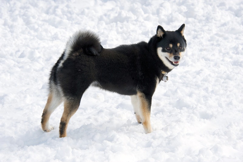 black and tan shiba inu in the snow