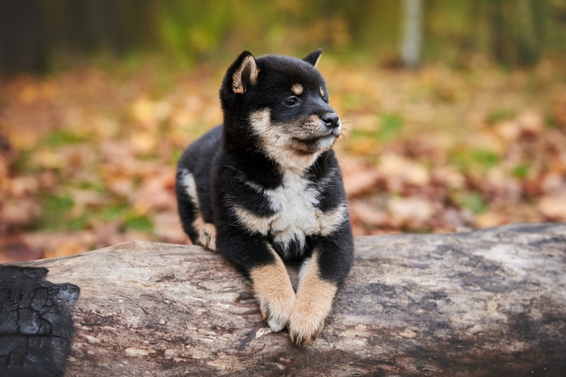 black and tan shiba inu puppy