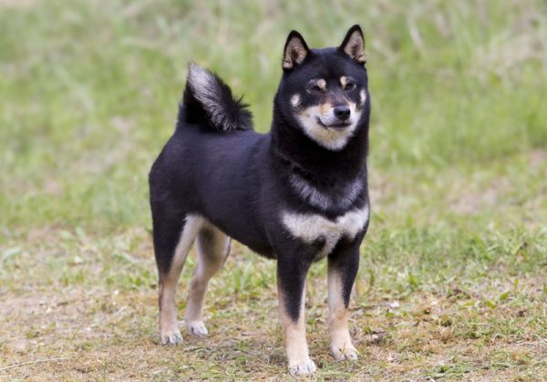 black and tan shiba inu standing