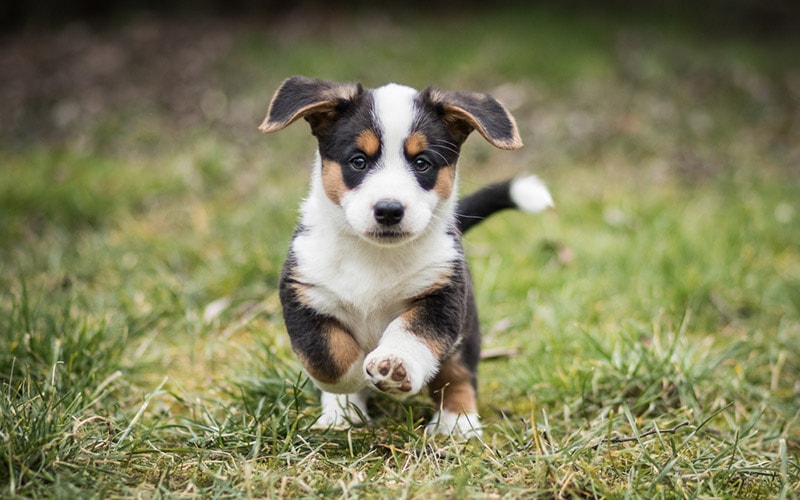 black and tan welsh corgi cardigan puppy