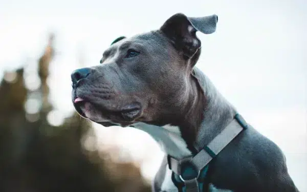 black and white American pitbull terrier