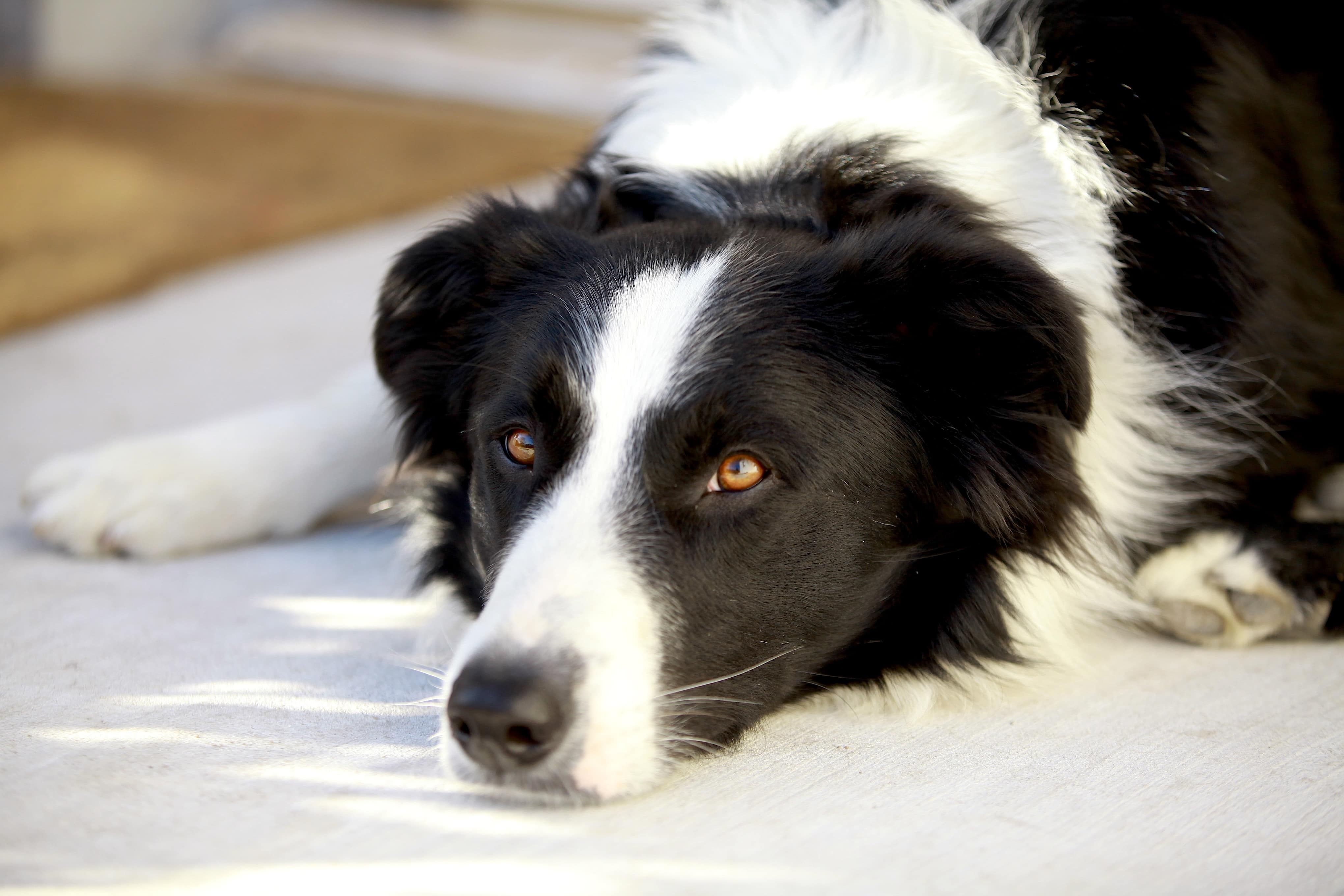 black and white australian shepherd