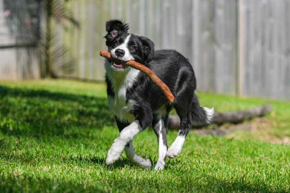 black and white border collie fetching a stick at the park