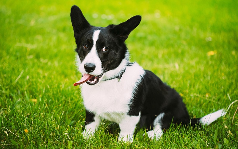 black and white cardigan welsh corgi