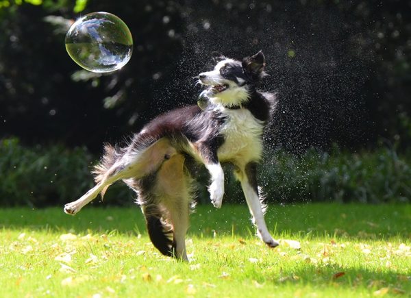 black and white dog playing with dog