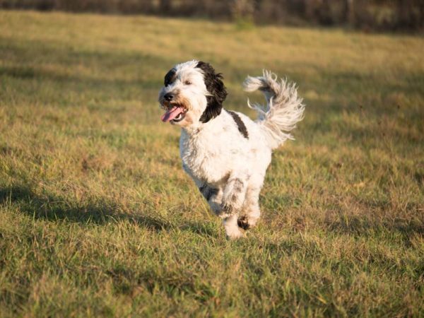 black and white parti labradoodle dog running in the meadows