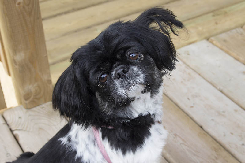 black and white pekingese