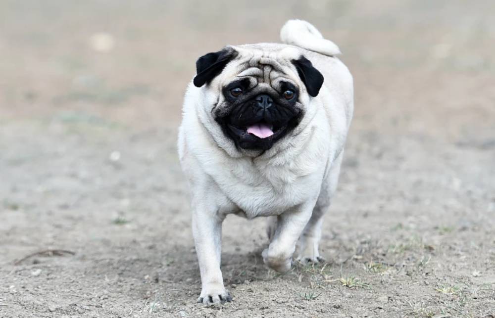 black-and-white-pug-dog-outdoors