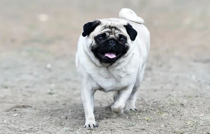 black and white pug dog outdoors