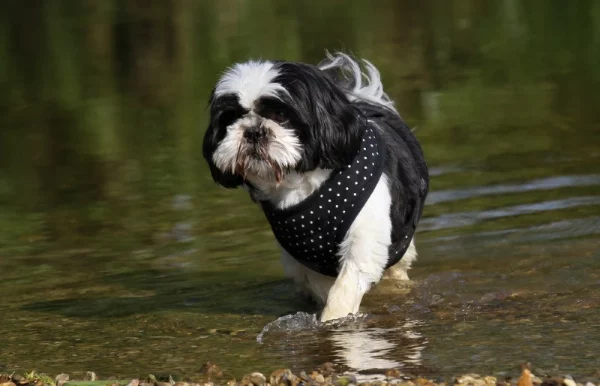 Black and White Shih Tzu: Facts, Origins & History (With Pictures ...