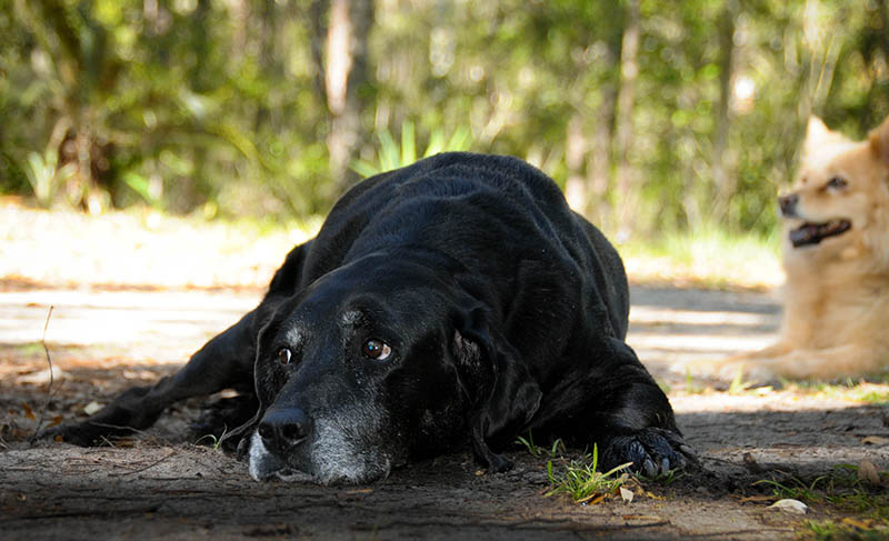 black bloodhound labrador mix dog with another dog at the backyard park