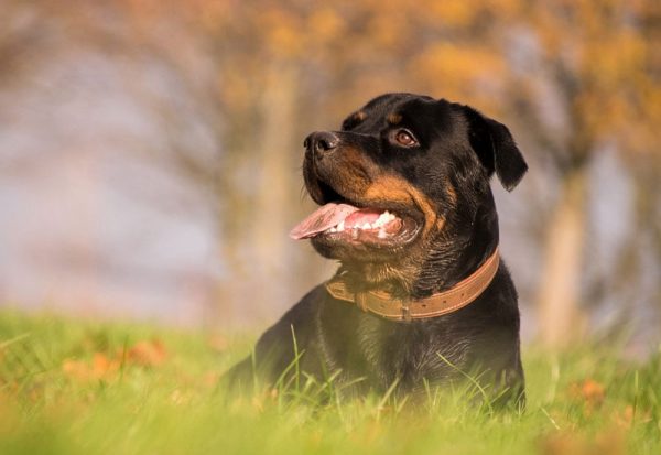 black brown rottweiler dog lying on grass