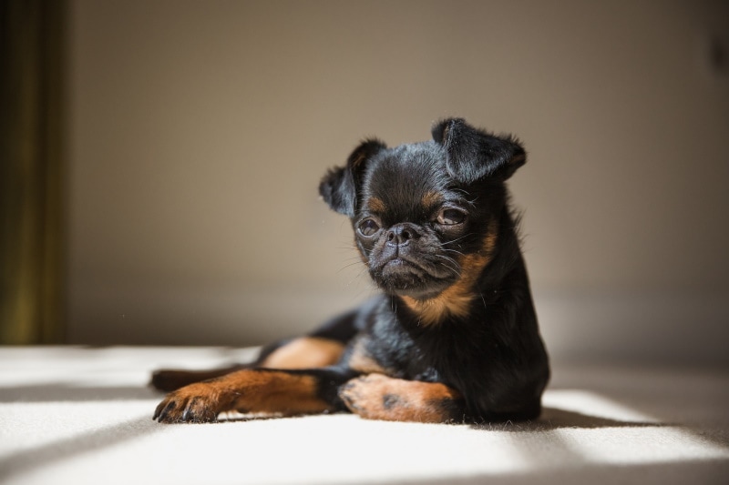 black brussel griffon lying
