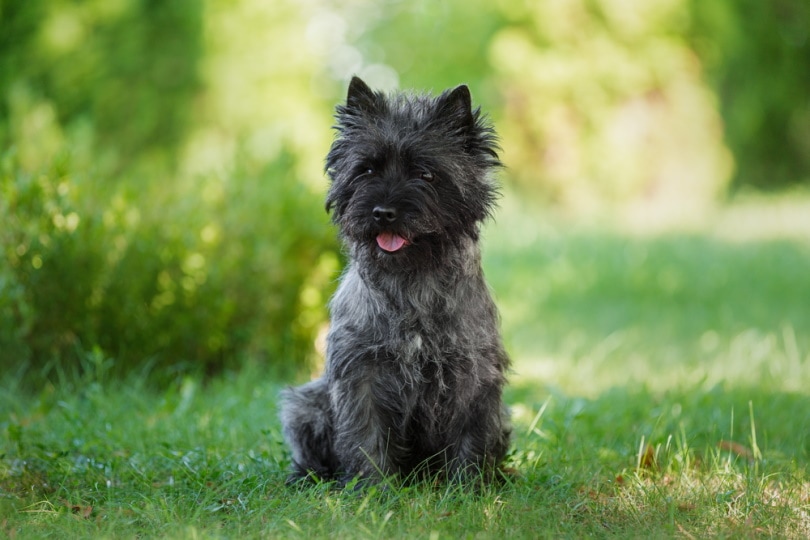 black cairn terrier dog in the grass