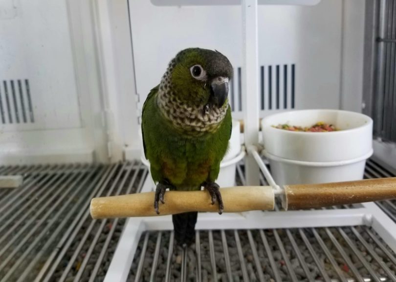 black-capped-conure bird in a cage