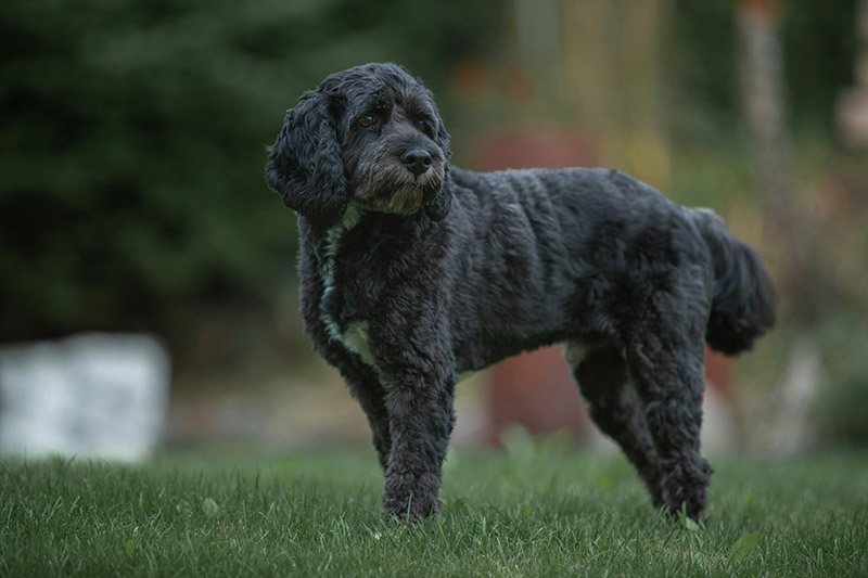 black dog at the park