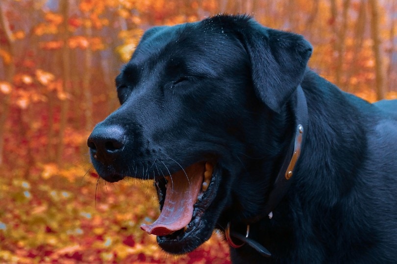 black dog coughing