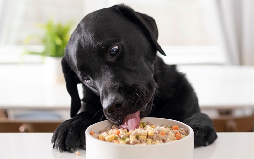 black dog eating Nom Nom